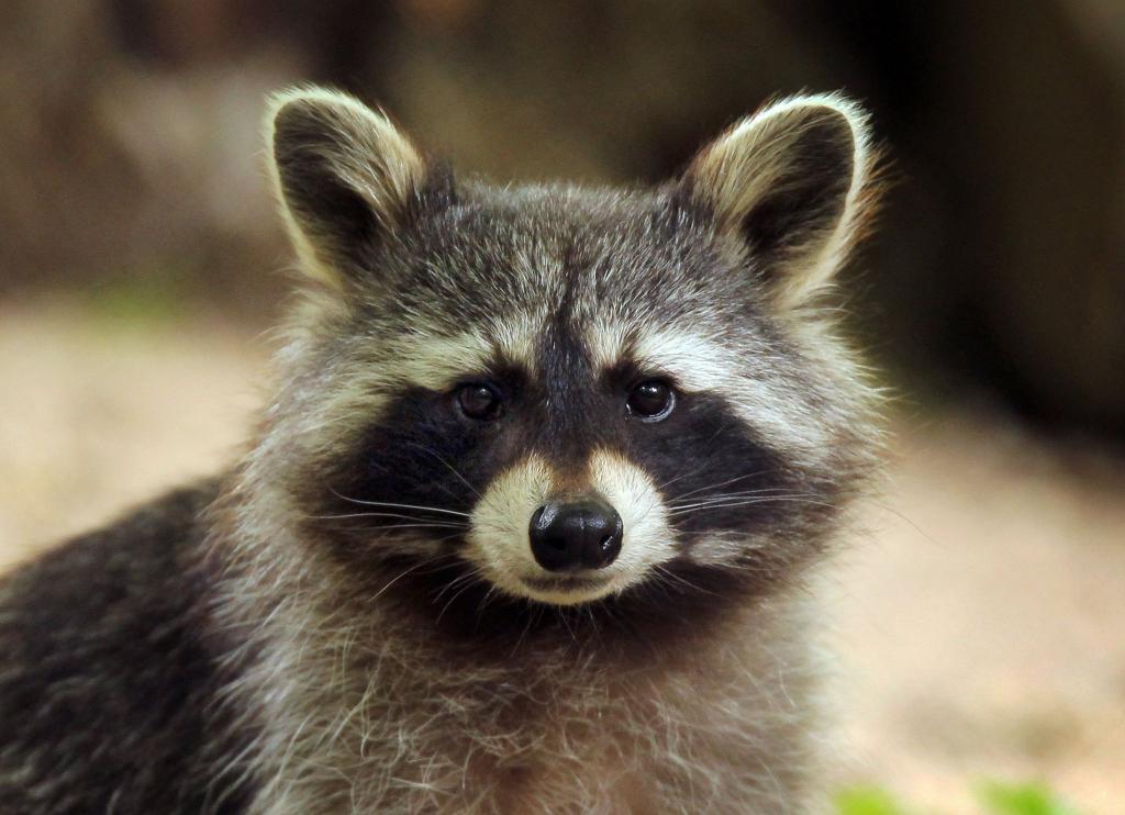 Im Landkreis Altenkirchen hat ein Waschbär so viel Chaos in einem Haus angerichtet, dass die Polizei anrückte. (Symbolbild) - Foto: Fredrik von Erichsen/dpa