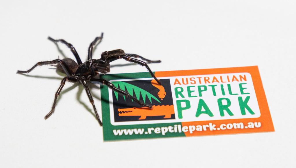 Im Australian Reptile Park werden die Männchen zur Herstellung eines Gegengifts gemolken. - Foto: Caitlin Vine/Australian Reptile Park/dpa