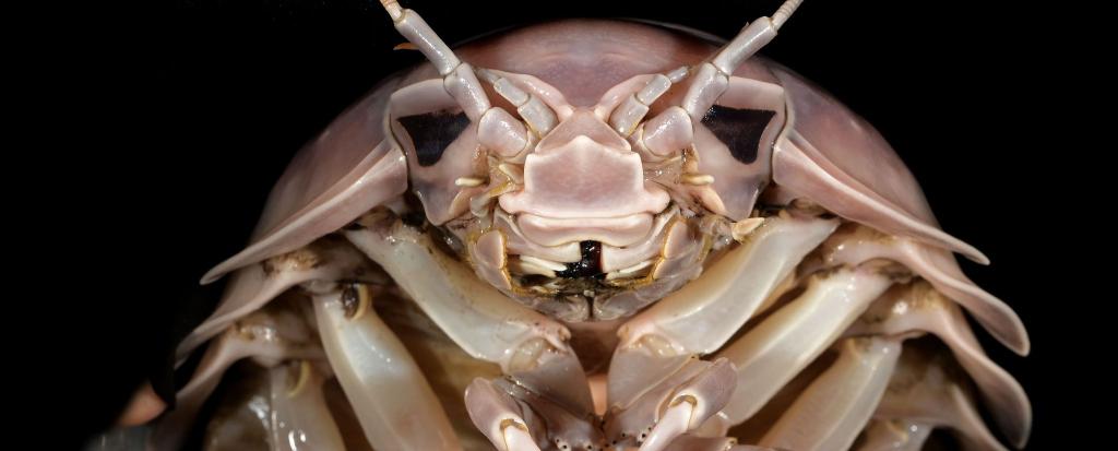 Die neu entdeckte Asselart heißt Bathynomus vaderi - nach dem Star-Wars-Bösewicht Darth Vader. - Foto: Nguyen Thanh Son/Pensoft Publishers/dpa