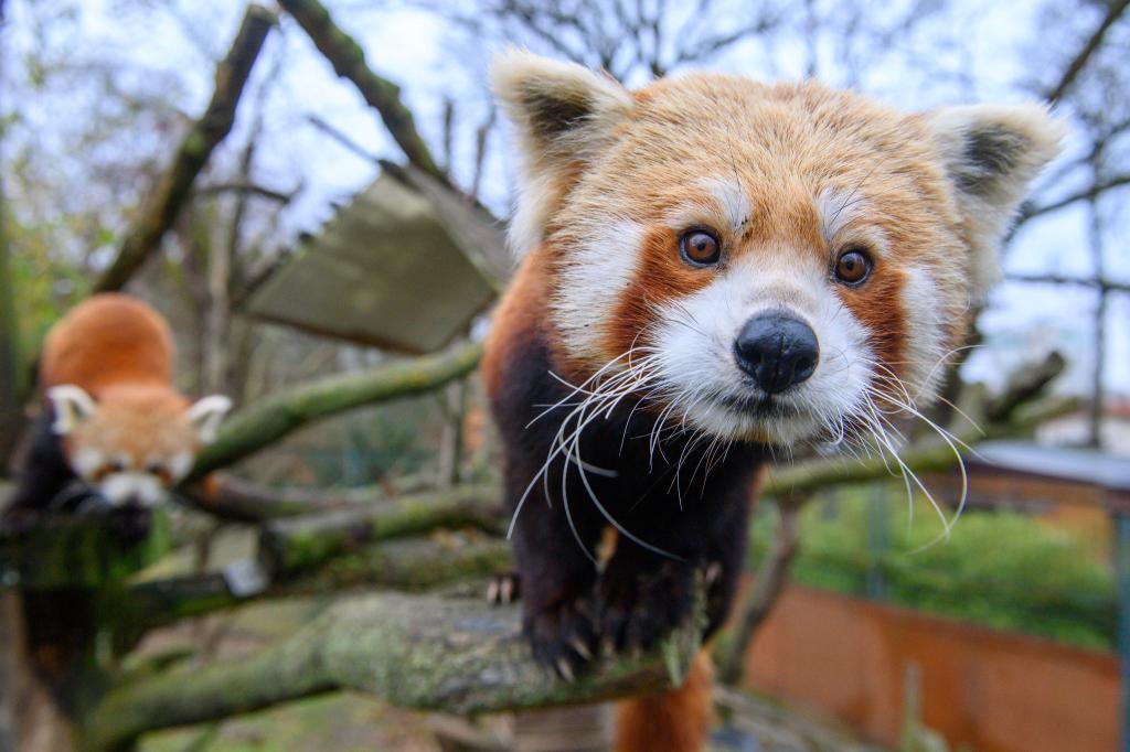 Neuzugang bei den Rote Pandas im Zoo Magdeburg - Foto: Klaus-Dietmar Gabbert/dpa