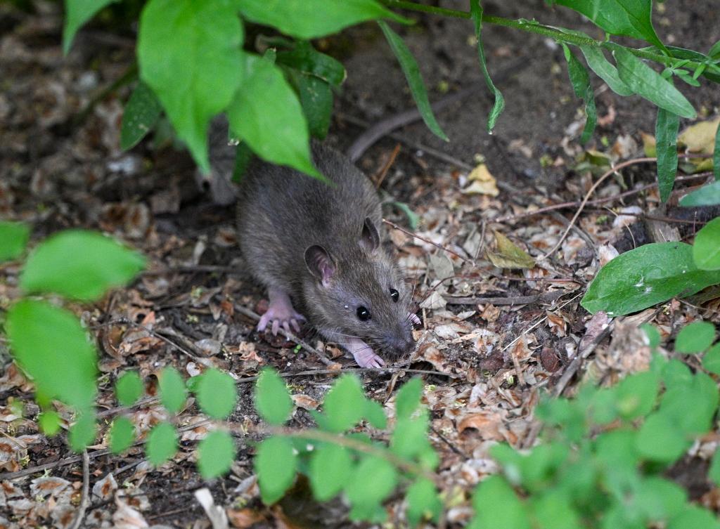 Viele Menschen haben Angst vor Ratten. (Archivbild) - Foto: Jens Kalaene/dpa