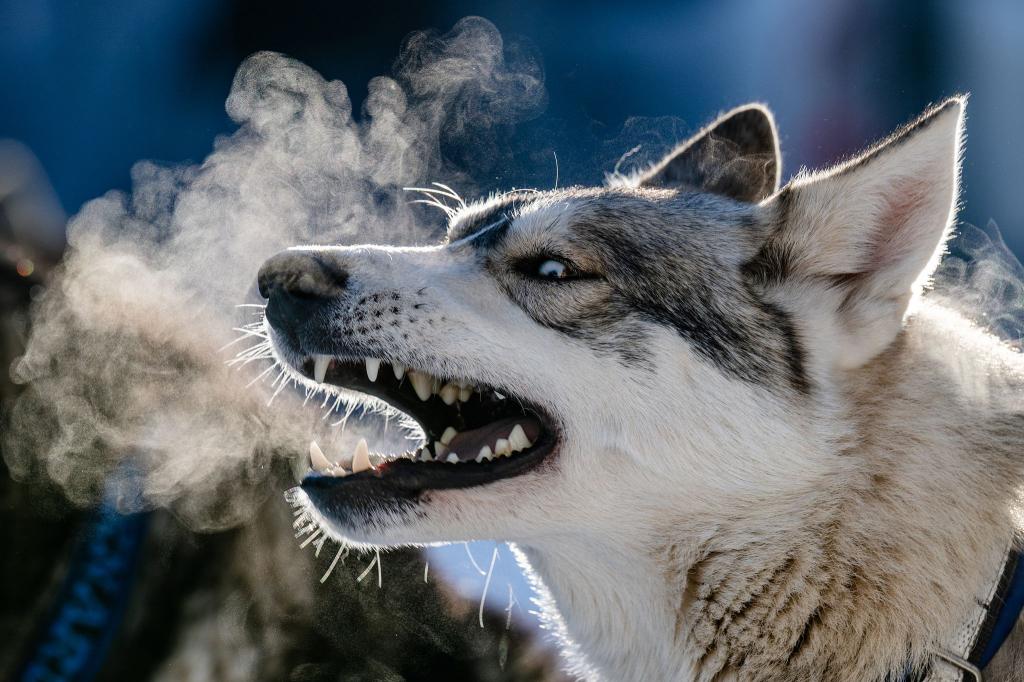 Schlittenhunderennen in Tschechien: der warme Atem eines Schlittenhundes - Foto: Taneèek David/CTK/dpa