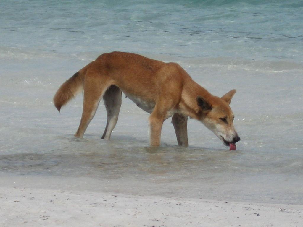 Die Dingos auf K'gari sind eine Attraktion - aber auch gefährlich. (Archivbild) - Foto: Fraser Island Dingo Preservation/AAP/dpa