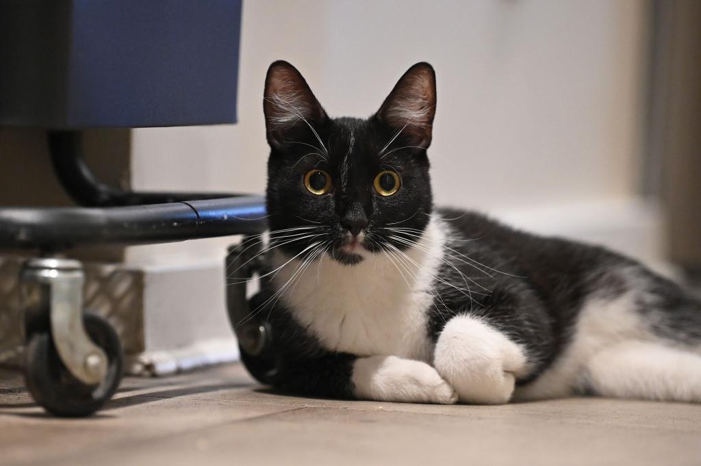 Der Arzt teilte mit, er bereue die Behandlung seiner Katze nicht. (Symbolbild) - Foto: Anna Ross/dpa