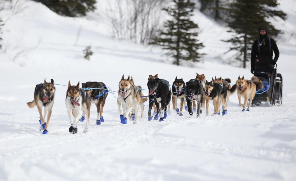 Wegen Schneemangels in Alaska wird die Iditarod-Rennroute in diesem Jahr geändert. (Archivbild) - Foto: Christy Prosser/ZUMA Press Wire/dpa