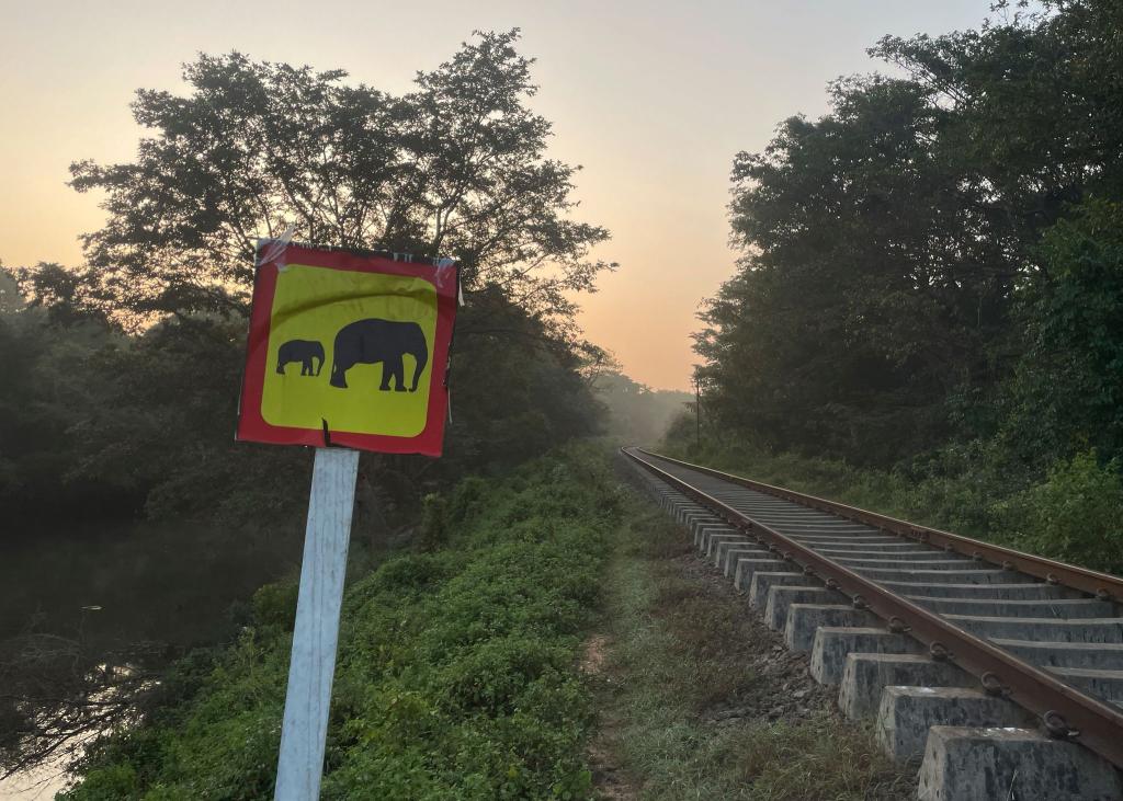 Ein Hinweisschild warnt vor wilden Elefanten. (Foto aktuell) - Foto: Priyan Malinda/AP/dpa