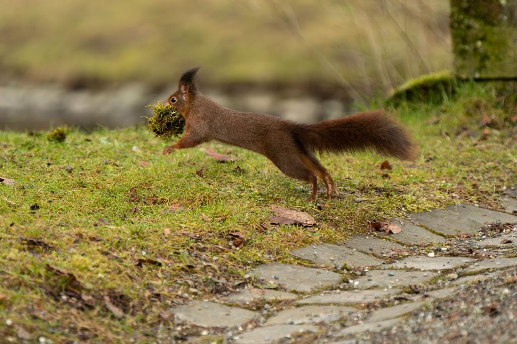 Ohne Moos nix los und Dämmung hilft! Ein Eichhörnchen springt im Schlosspark in Donaueschingen über einen Weg und hat dabei einen Ballen Moos in der Schnauze. Damit wird es wohl seinen Kogel polstern. - Foto: Silas Stein/dpa