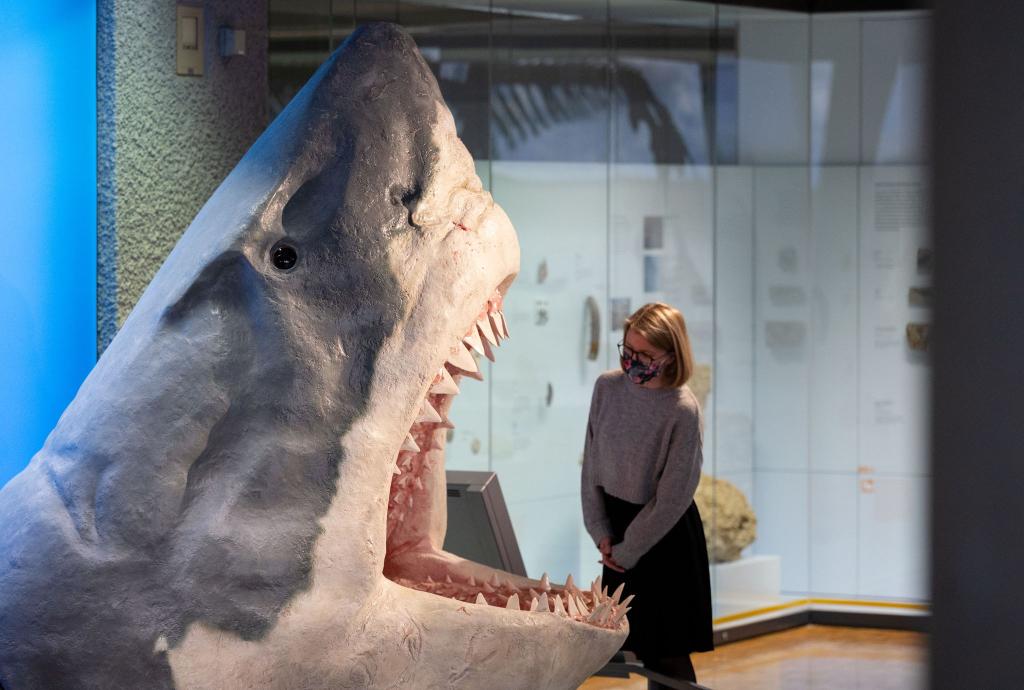 Der Urzeit-Hai Megalodon wurde lange als gigantische Version eines Weißen Hais angesehen. (Archivbild) - Foto: Marijan Murat/dpa