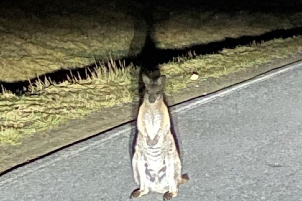 Känguru-Entdeckung in Sachsen. Die Polizei sucht nach dem Beuteltier. - Foto: -/Polizei/dpa