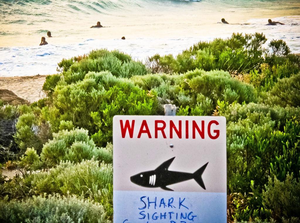 In australischen Gewässern sind alle 13 Haiarten vertreten, von denen bekannt ist, dass es zu Angriffen auf Menschen kommen kann. (Symbolbild) - Foto: Rebecca Le May/AAP/dpa