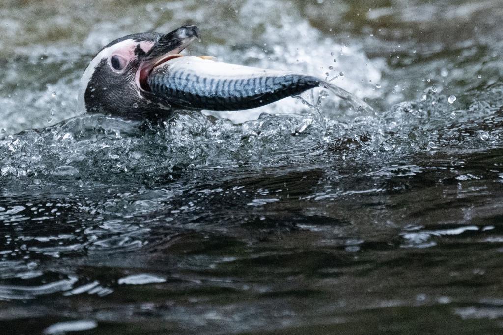 Ein Fisch für den Pinguin. - Foto: Marijan Murat/dpa