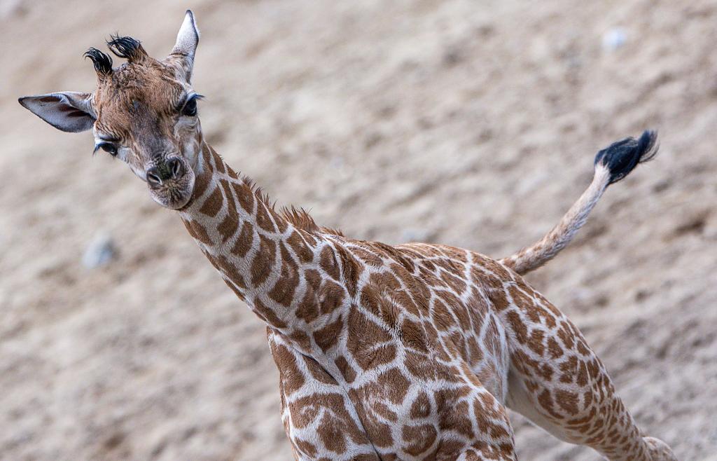 Giraffen-Bulle Mojo erkundete erstmals das Außengehege des Schweriner Zoos. - Foto: Jens Büttner/dpa