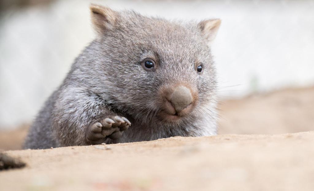 Tierschützer fürchten, dass das Wombat-Baby bei der Aktion verletzt wurde. (Symbolbild) - Foto: Julian Stratenschulte/dpa